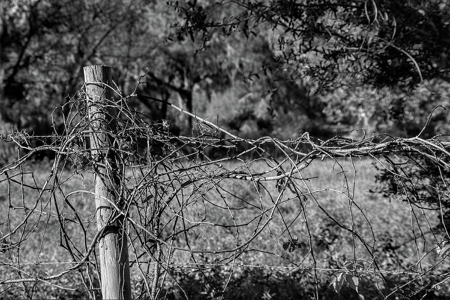 Vine on Barbwire Photograph by Richard Rizzo