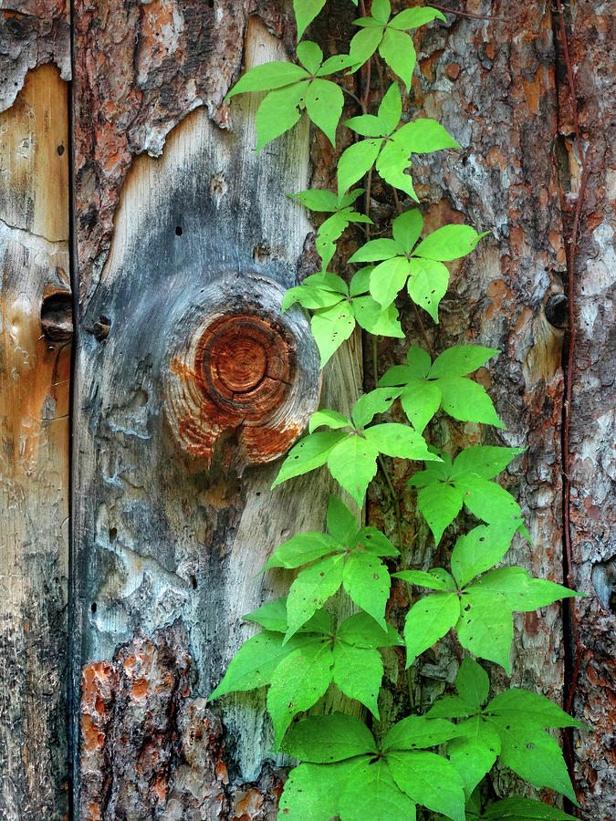 Vine on Rough-Wood Siding Photograph by David T Wilkinson
