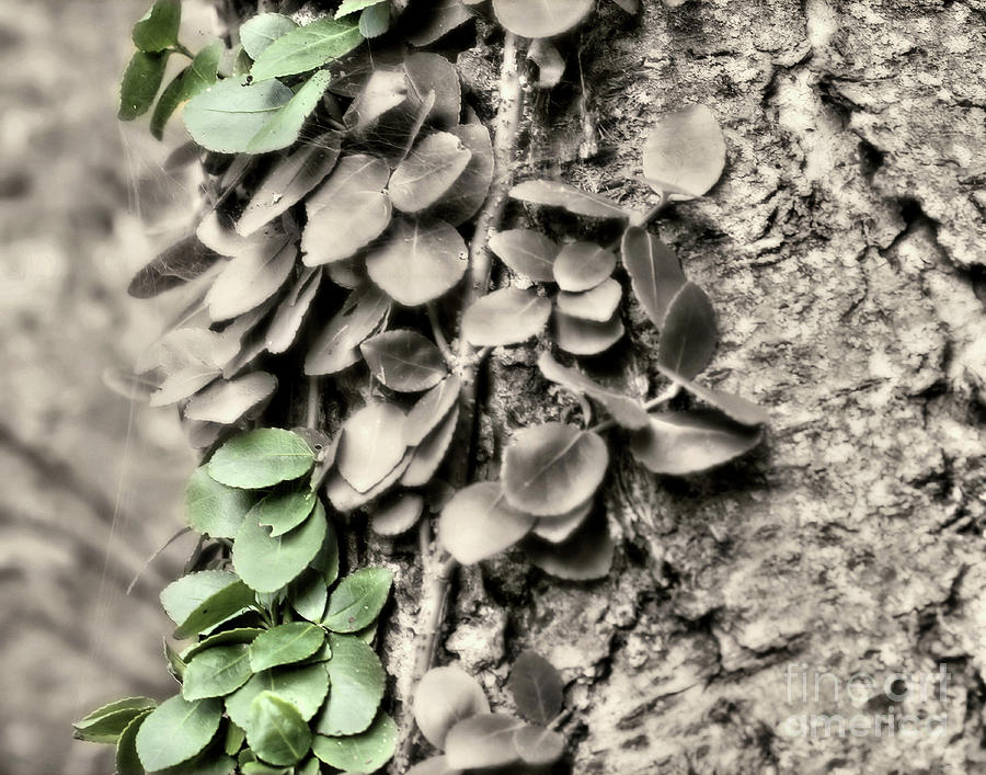 Vine On Tree Touch Of Color Photograph by Smilin Eyes Treasures