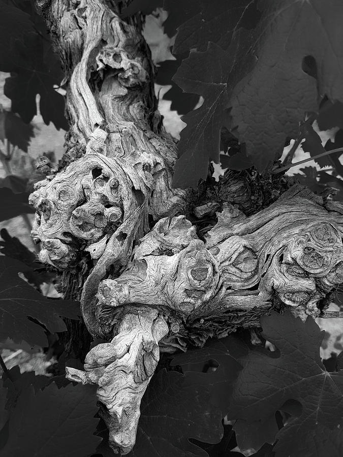 Abstract Photograph - Vine trunk and leaves monochrome abstract 1 by Iordanis Pallikaras