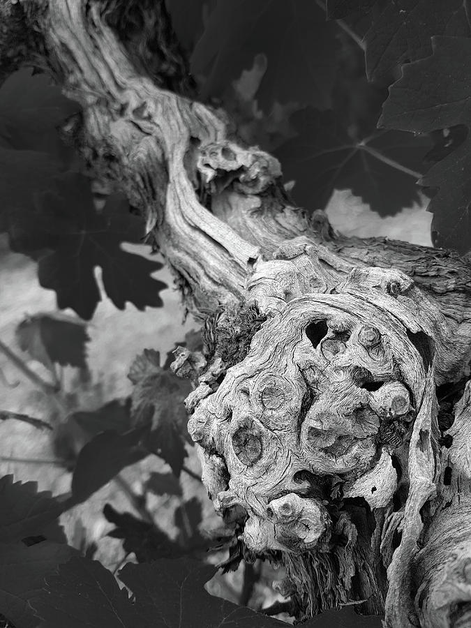 Vine trunk and leaves monochrome abstract 2 Photograph by Iordanis Pallikaras