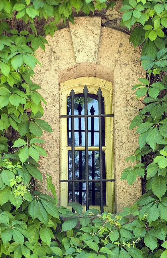 Vined Window I Photograph by Mark Harrington