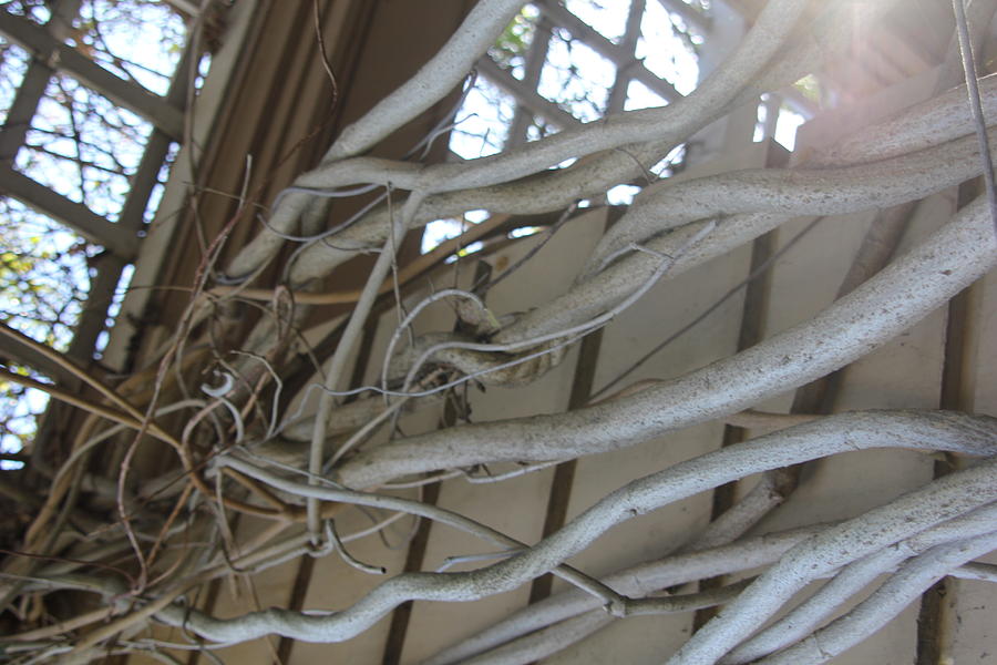 Architecture Photograph - Vines 2 by Kelly Amlaw