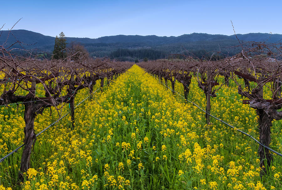Vines and Mustard Flowers Photograph by Jonathan Nguyen