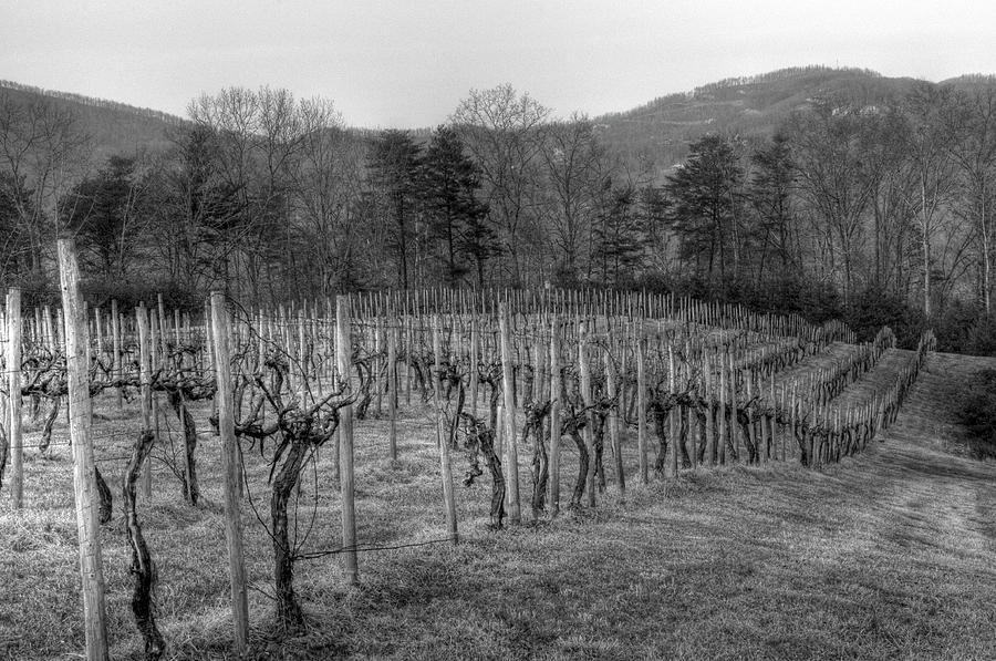 Vines at Rest Photograph by David Waldrop