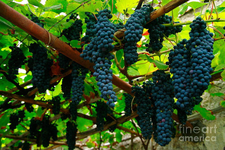 Vines Photograph by Gaspar Avila