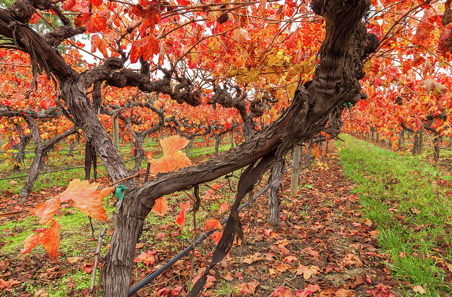 Vines in Autumn 2 Photograph by Jonathan Nguyen