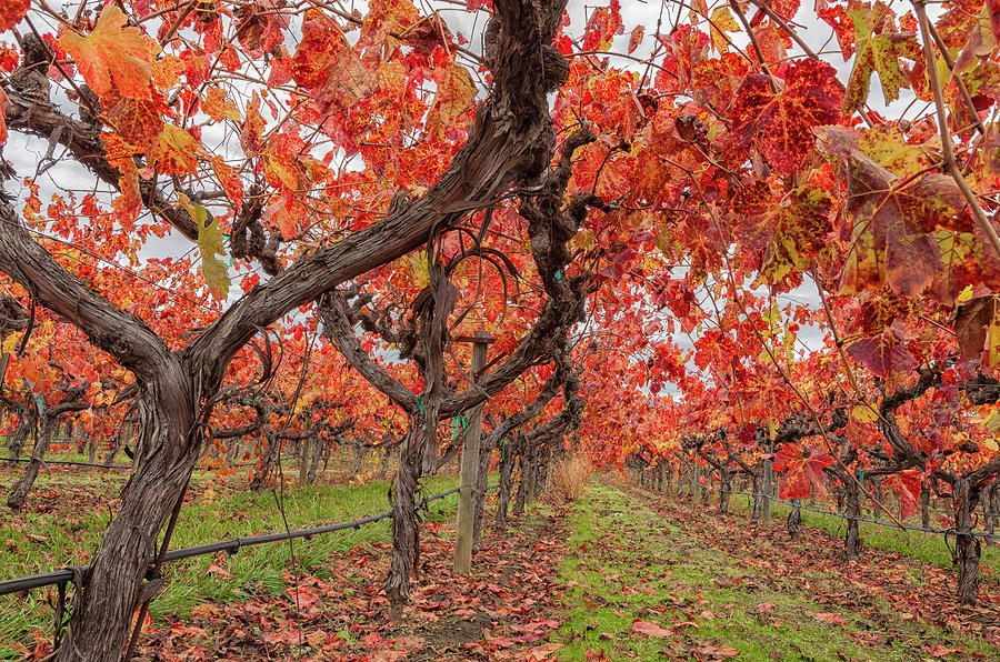 Vines In Autumn  Photograph by Jonathan Nguyen