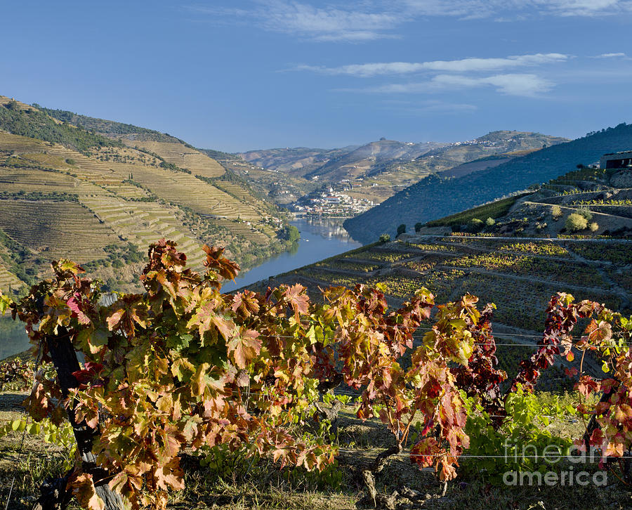 vines in autumn on the Douro Photograph by Mikehoward Photography