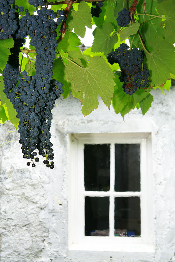 Vines in the backyard Photograph by Gaspar Avila
