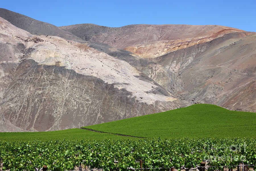 Vineyards in the Atacama Desert Chile Photograph by James Brunker