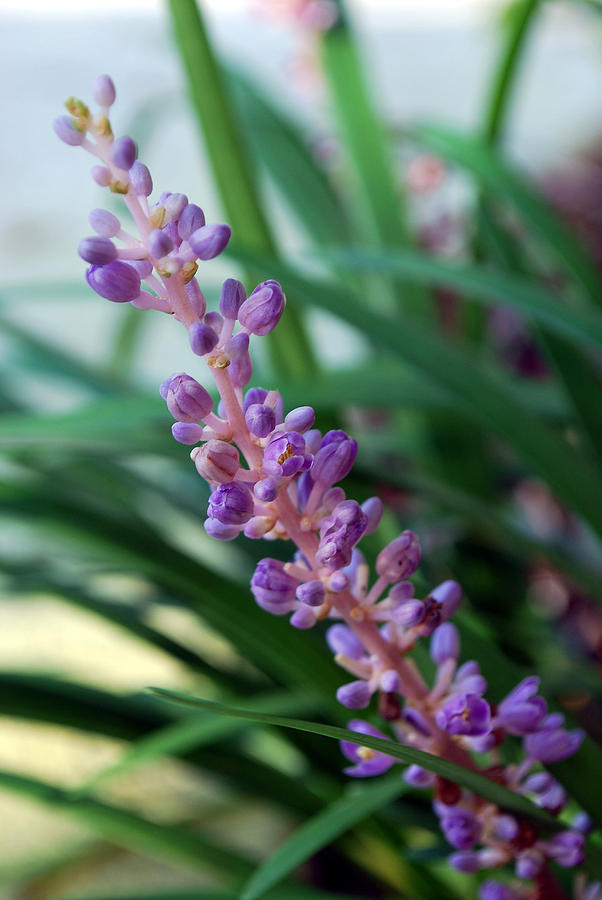 Flower Photograph - Vines of Purple by Amanda Vouglas