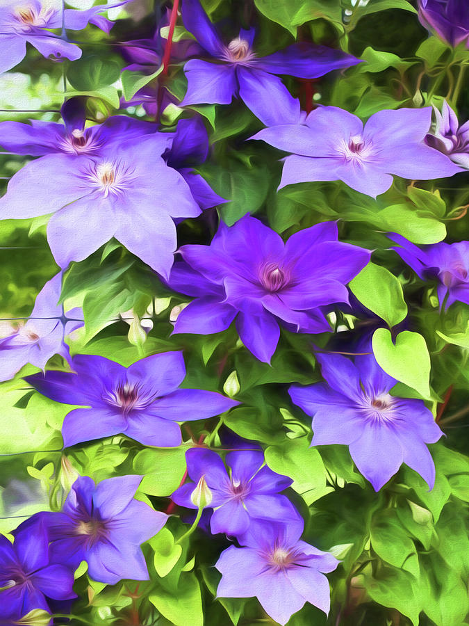 Vines of Purple Clematis - Painterly Photograph by Barbara McMahon