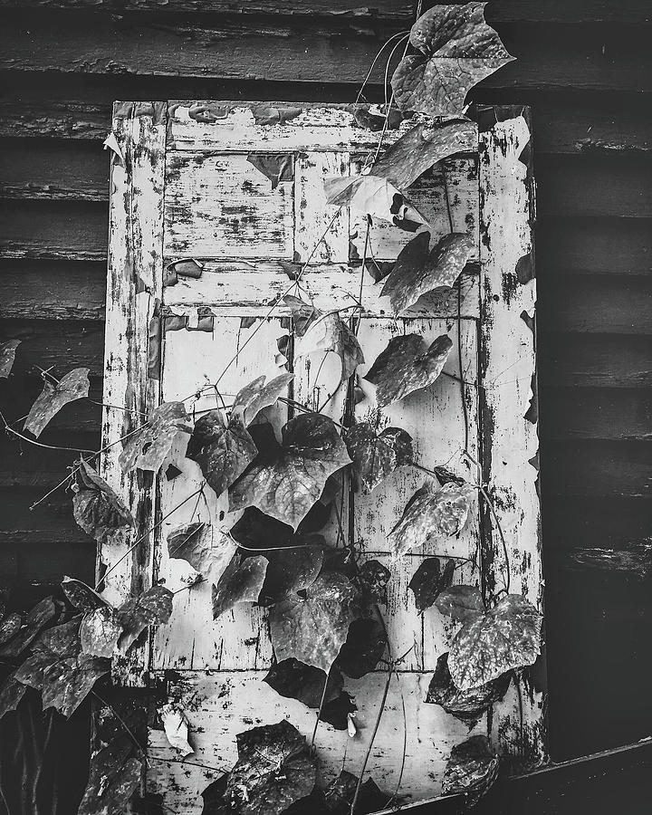 Vines on a Door Photograph by Marvin Borst - Fine Art America