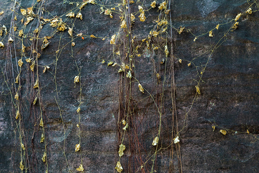 Abstract Photograph - Vines on rock, Bhimbetka, 2016 by Hitendra SINKAR