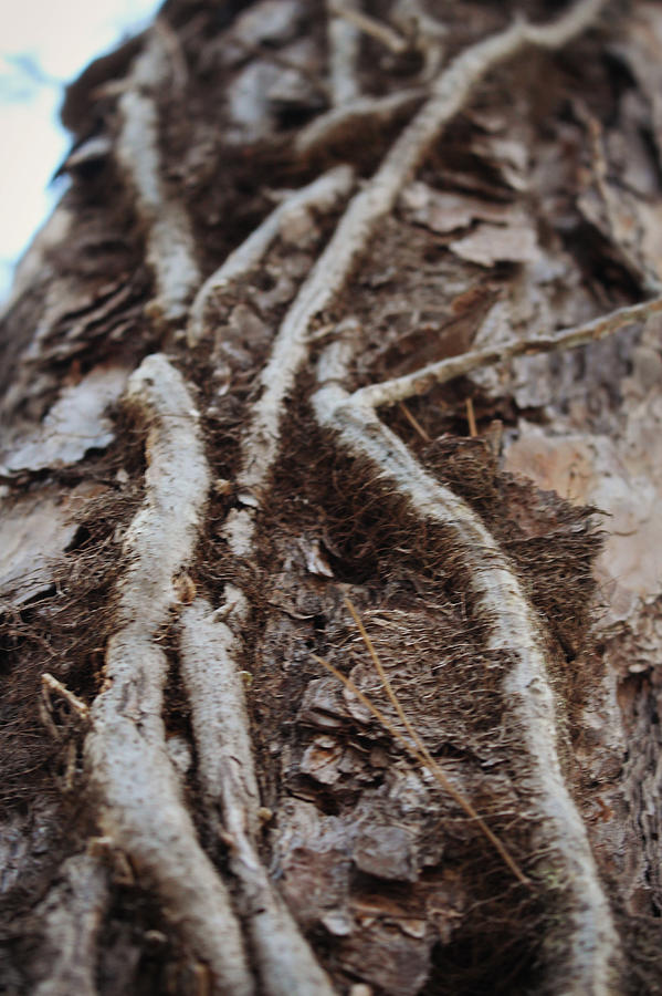 Vines Up a Tree Photograph by Melanie Latham Fine Art America