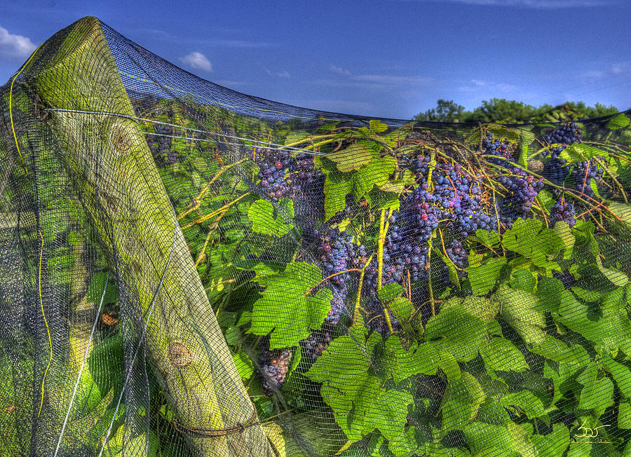 Vineyard 2 Photograph by Sam Davis Johnson