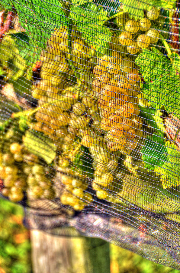 Vineyard 4 Photograph by Sam Davis Johnson