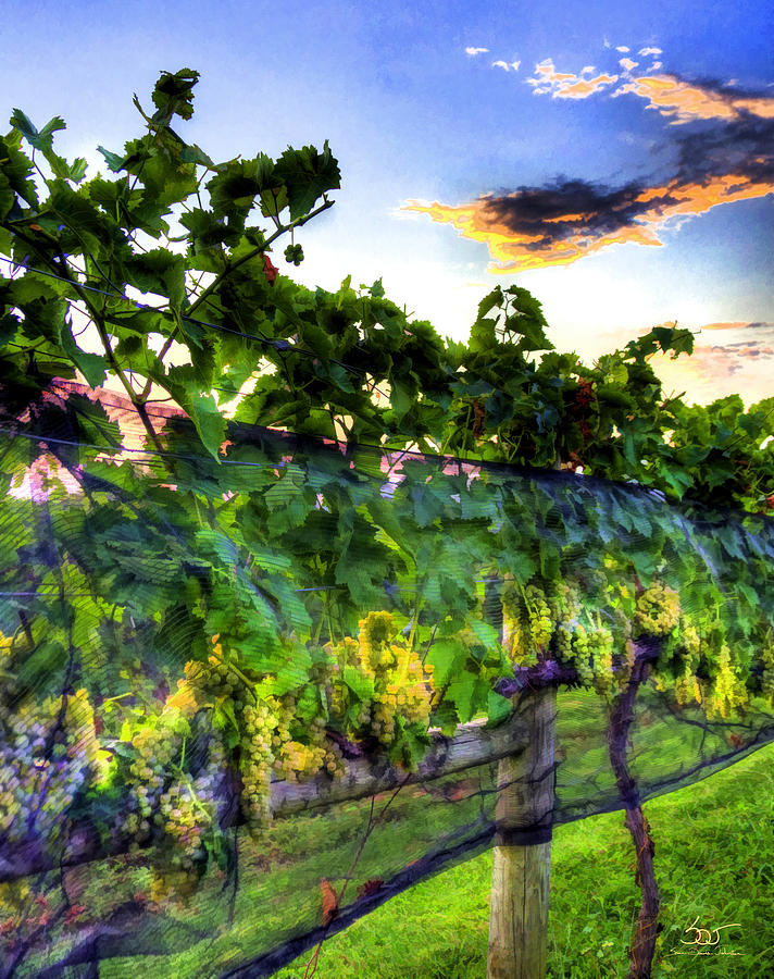 Vineyard 6 Photograph by Sam Davis Johnson