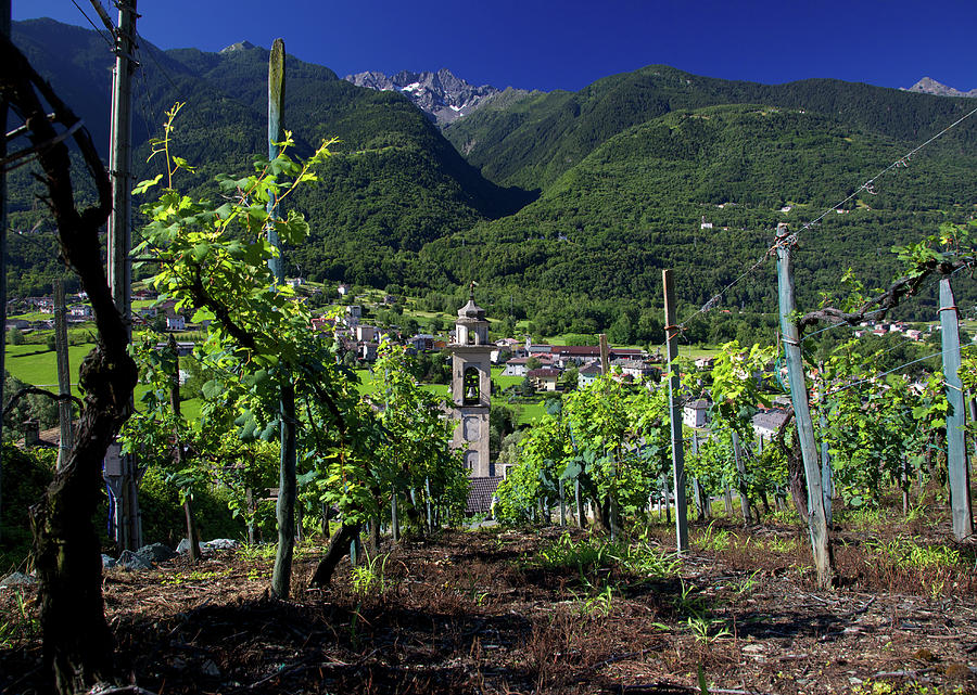 Landscape Photograph - Vineyard and Church by Alberto Audisio