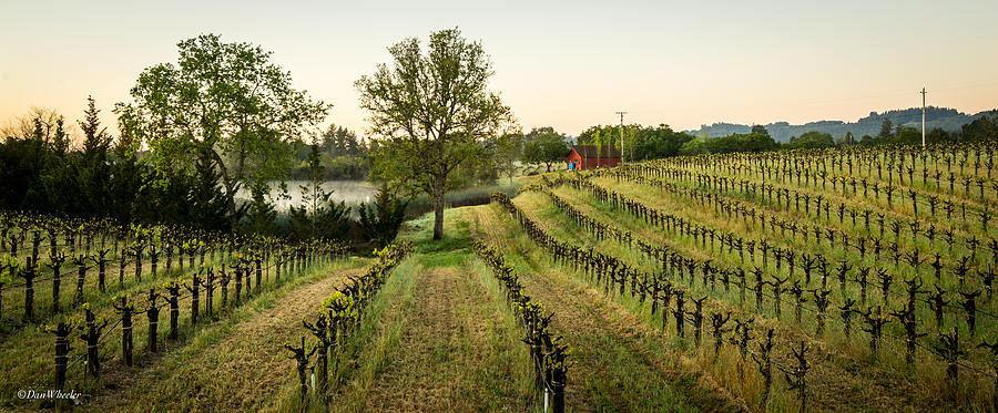 Vineyard and Old Red Barn Photograph by Dan Wheeler - Pixels