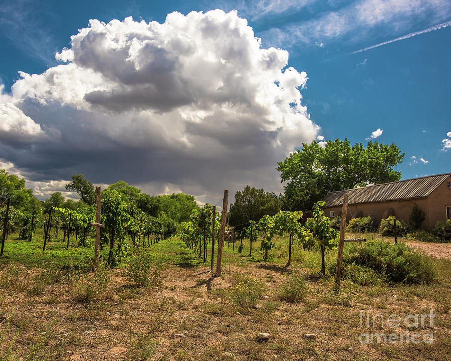 Vineyard at Golodrinas Photograph by Steven Natanson