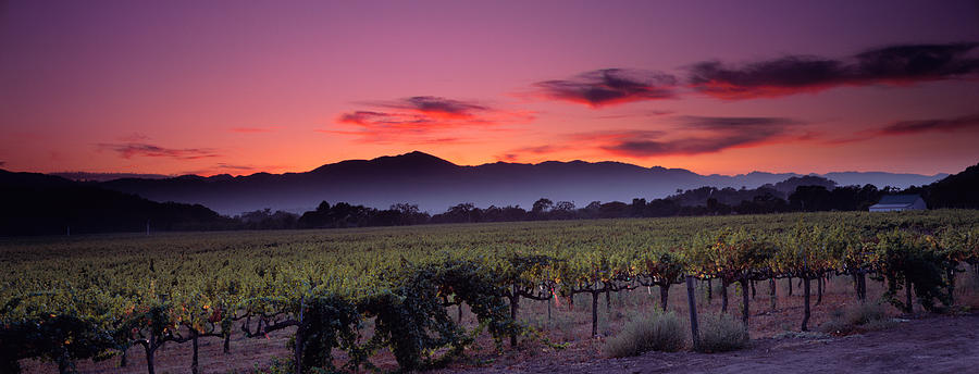 Vineyard At Sunset, Napa Valley Photograph by Panoramic Images