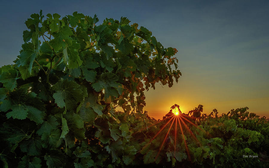 Paso Robles Photograph - Vineyard Canopy Sunrise by Tim Bryan