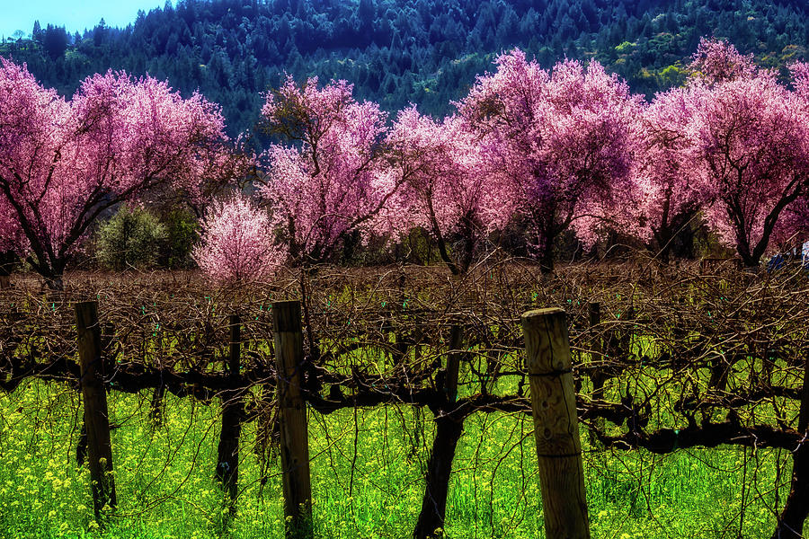 Tree Photograph - Vineyard Cherries by Garry Gay