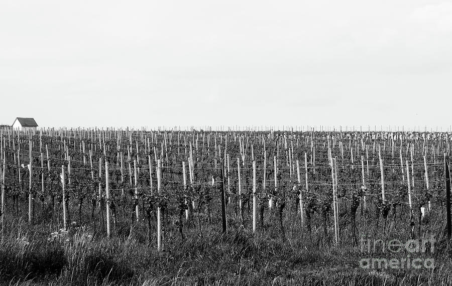 Vineyard Photograph by Christian Slanec