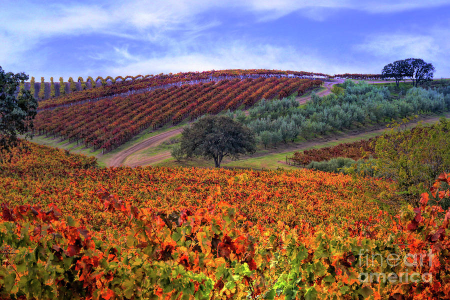 Vineyard Color Photograph by Stephanie Laird