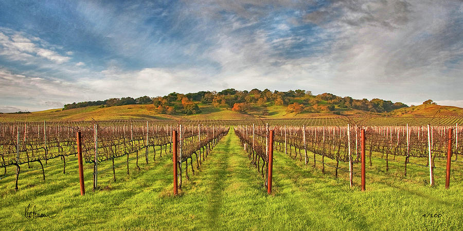 Vineyard Convergence by Kent Sorensen Vineyard Convergence by Kent Sorensen