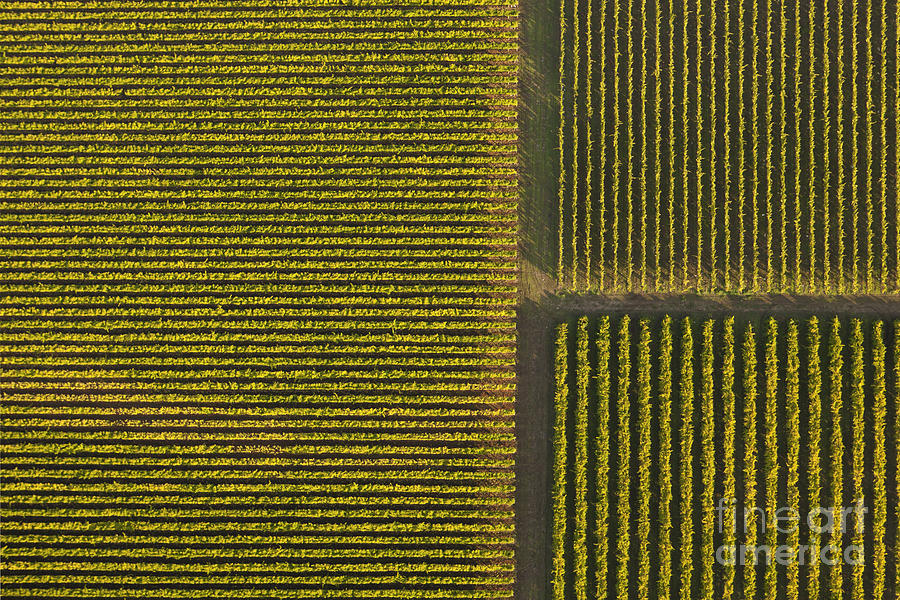 Pattern Photograph - Vineyard from Above by Diane Diederich
