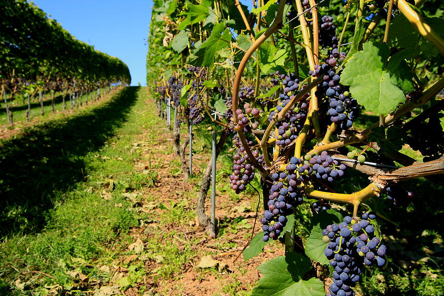 Vineyard Photograph by Gary Corbett