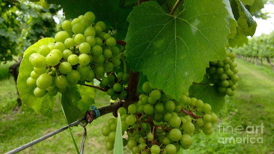 Vineyard Grapes Photograph by Jason Freedman