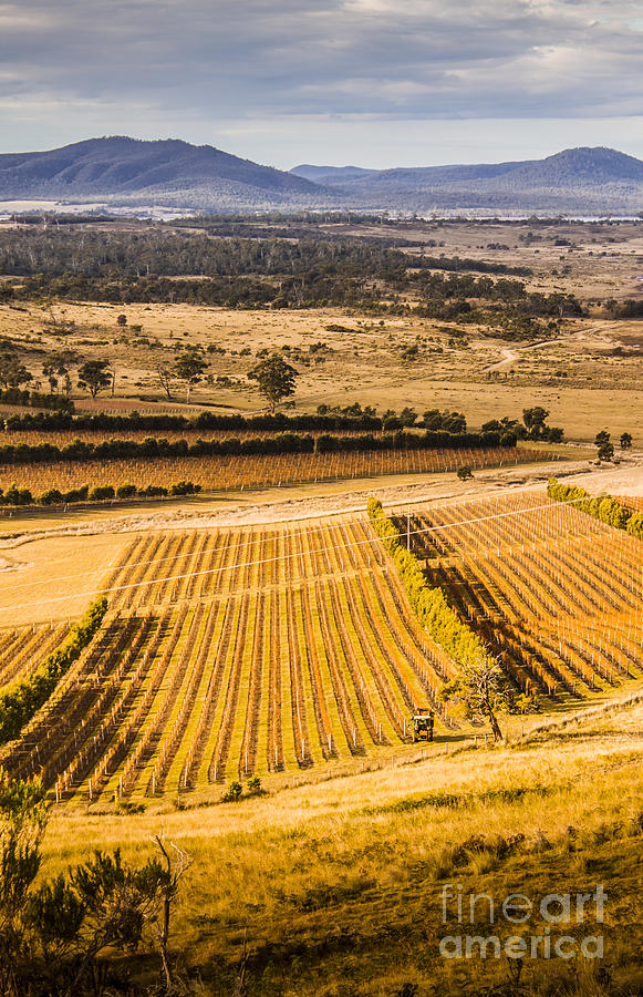 Vineyard harvest landscape Photograph by Jorgo Photography