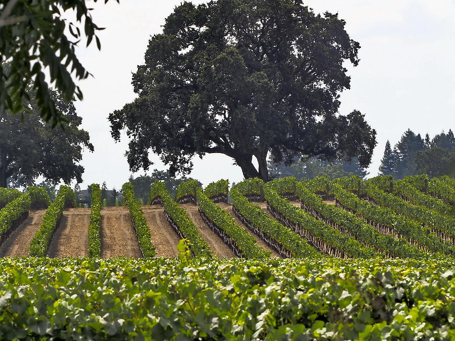 Vineyard Harvest Time Photograph by Richard Thomas