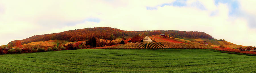 Vineyard In Autumn - Germany Photograph by Mountain Dreams