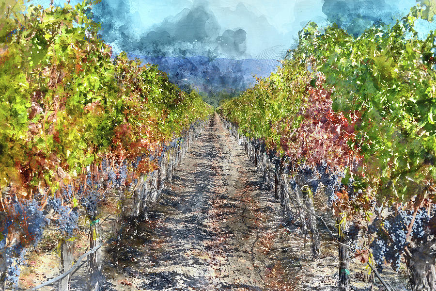 Vineyard in Autumn in Napa Valley California Photograph by Brandon Bourdages