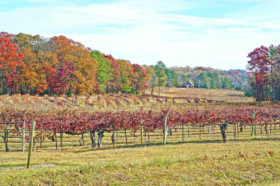 Vineyard in Autumn by Susan Leggett Vineyard in Autumn by Susan Leggett