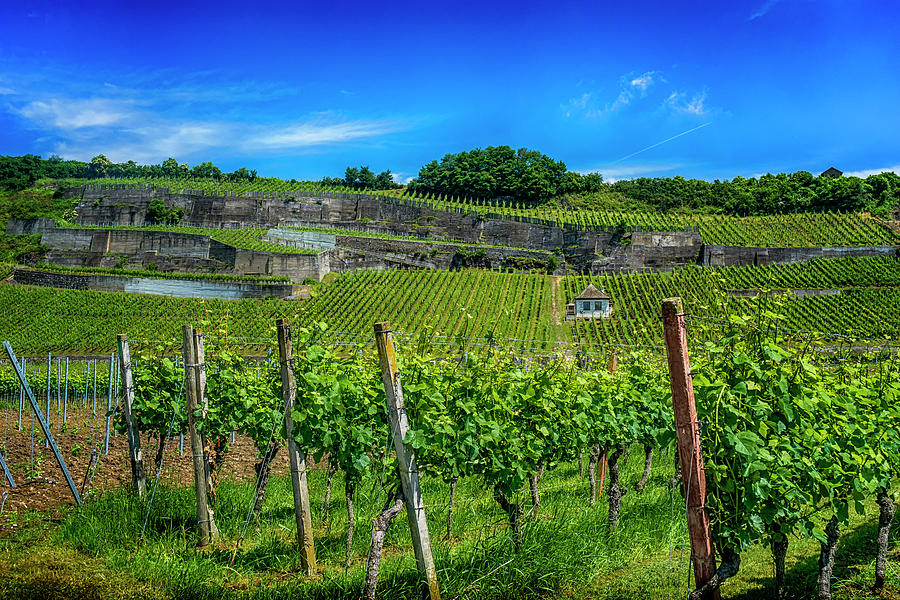 Vineyard in Baden-Wueberg Germany_DSC7653_16 Photograph by Greg Kluempers