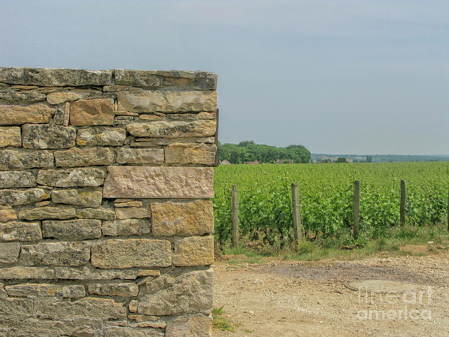 Vineyard in Burgundy Photograph by Patricia Hofmeester