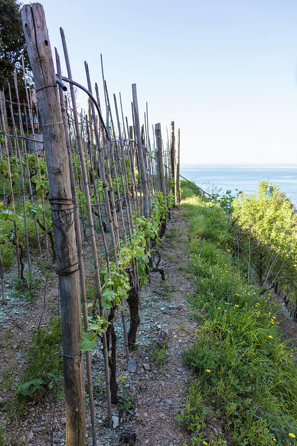 Vineyard in Cinque Terre Italy  Photograph by John McGraw