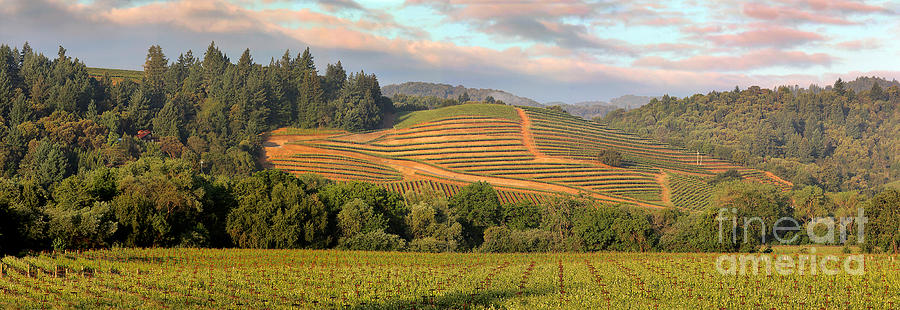 Vineyard in Dry Creek Valley, Sonoma County, California Photograph by Wernher Krutein