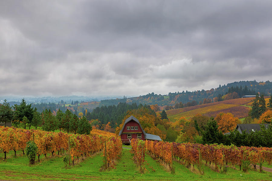 Vineyard in Dundee Oregon in Fall Season Photograph by David Gn