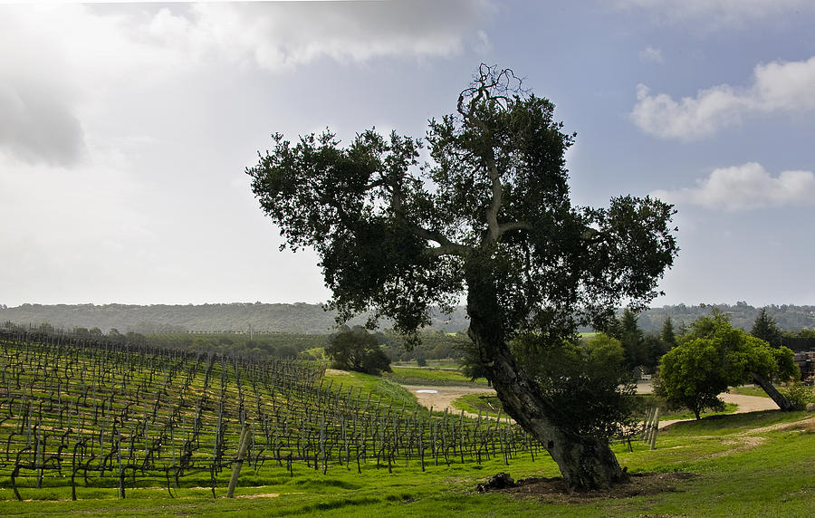 Vineyard Photograph - Vineyard In Fog by Patricia Stalter Vineyard Photograph - Vineyard In Fog by Patricia Stalter