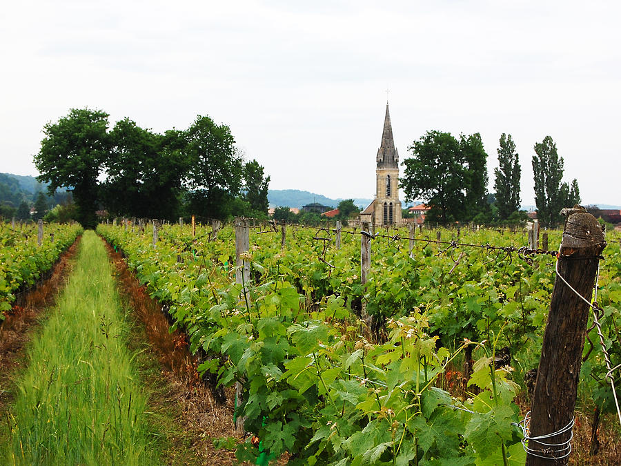 Vineyard in France Photograph by Marion McCristall