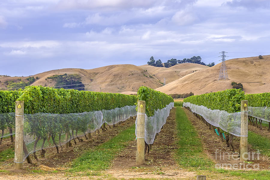 Vineyard in Marlborough New Zealand Photograph by Patricia Hofmeester