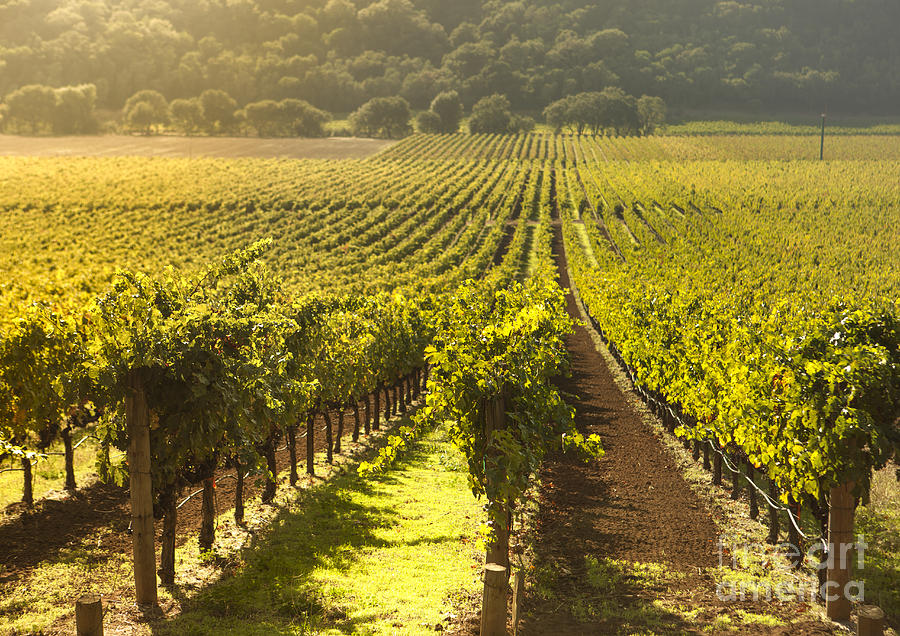 Grape Photograph - Vineyard in Napa Valley by Diane Diederich