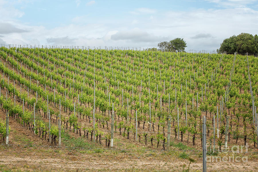 Vineyard in beautiful Sardinia Photograph by Patricia Hofmeester